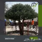 اشجار زيتون صناعي