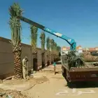 نخل عربي وقلع ونقل وغرس