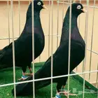 مطلوووب جوز نفس اللي ف الصورة تم إضافة صور ..