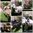 صغار الماعز القزمي جميع الاوان مع ملحقاتهم