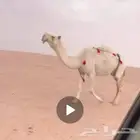 ضريبة وضحا طيبة