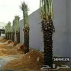 مقاولات نخيل وتمديد شبوك