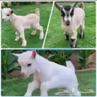 ماعز قزمي 3 جفرات اناثي عمر اسبوعين فواتح