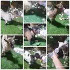 ماعز قزمي 7 اناثي عمر اسبوعين