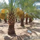 نخل للبيع جميع انواع النخيل