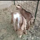 عنز قزمية معها توم تيوس للبيع