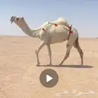 ضريبة وضحا طيبة