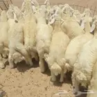 طليان ذبايح لباب البيت حري وسواكني مربى