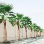 نخل واشنطني