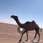 ضريبة صفراء دبيانيه