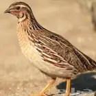 سمان فري