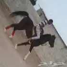 تدريب ركوب الخيل