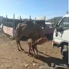 حليب نياق خلفات مصاغير حليب سكر انظر التقيمات بفضل الله