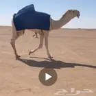 قعود جذع طيب