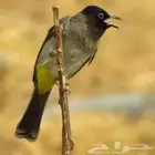 طير بلبل نغاري