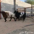 ذبايح نعيم للبيع