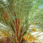 نخل مثمر نخل واشنطني زينه نخيل صقعي مجدول اخلاص سكري هلالي