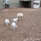 نعجه رباع معاها 3