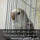 أنثى روز سينمون