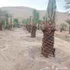 للبيع نخيل العربي مثمر