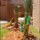 نخل مثمر صقعي إخلاص خضري سكري نخل زينه واشنطني