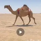 ضريبة صفراء طيبة