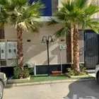 واشنطني نخل زينه ابومروحه درجه اولا نحيف