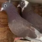 زوج قطيفي الاحمر تم اللبيع تم اللبيع تم اللبيع تم