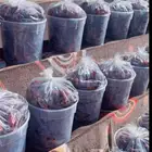 تمور حائل الفاخره