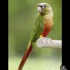 اعلان عثور على بغبغاء كنيور مفقود من صاحبه