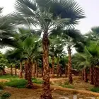 مشاتل واشنطني لسناالوحيدون ولاكن الافضل اسعار مناسبه