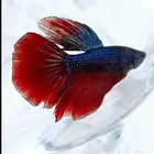 سمك فايتر اللون نادره وجاهزه للإنتاج واحواض منسقه