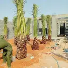 نخل نقايل مثمر جثايث واشنطني إخلاص سكري برحي صقعي شيشي مجدول
