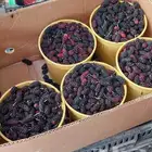 توت طايفي في جدة