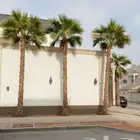 نخل واشنطني زينه