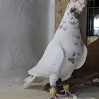 جوزين شاميات خشنات مستوى تووب تم البيع