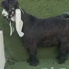جذع عارضي خصصصم