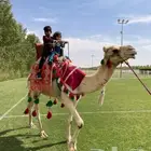 تاجير ( خيول - خيل - جمل - سيسي )