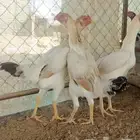 شامو ياباني