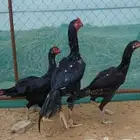 شامو الماني