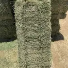 برسيم جوندير ولفات رودس