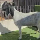 عنز مطوره خصم