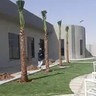 نخل واشنطن زينه ابومروحه جميع المقاسات
