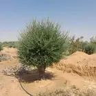 اشجار زيتون فااخر