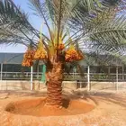 اعمال النخيل نعمل في تجبير المزارع ورعايتها تشويك وتلقيح وتك