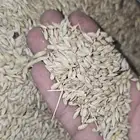 بذر شعير سداسي للبيع