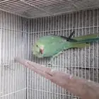 للبيع الدره هندي