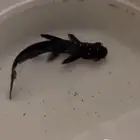 للبيع سمك قرش وسط