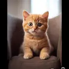 استضافه قطط فندقيه
