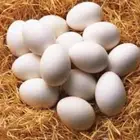 بيض دجاج براهما للبيع الطبق با 130